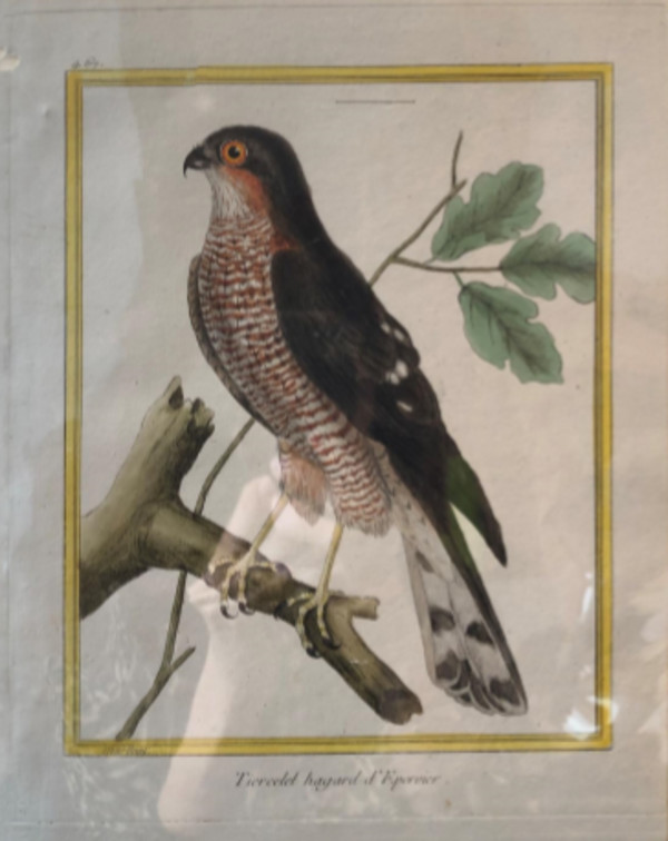 Tiercelet Hagard d'Epervier by Francois-Nicolas Martinet
