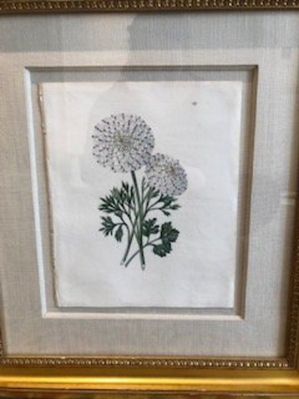 Plate 167, Maculata Suprema- Ranunculus