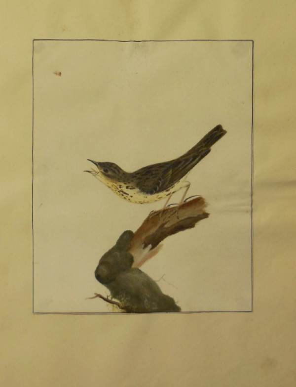 Finch IV by William Lewin