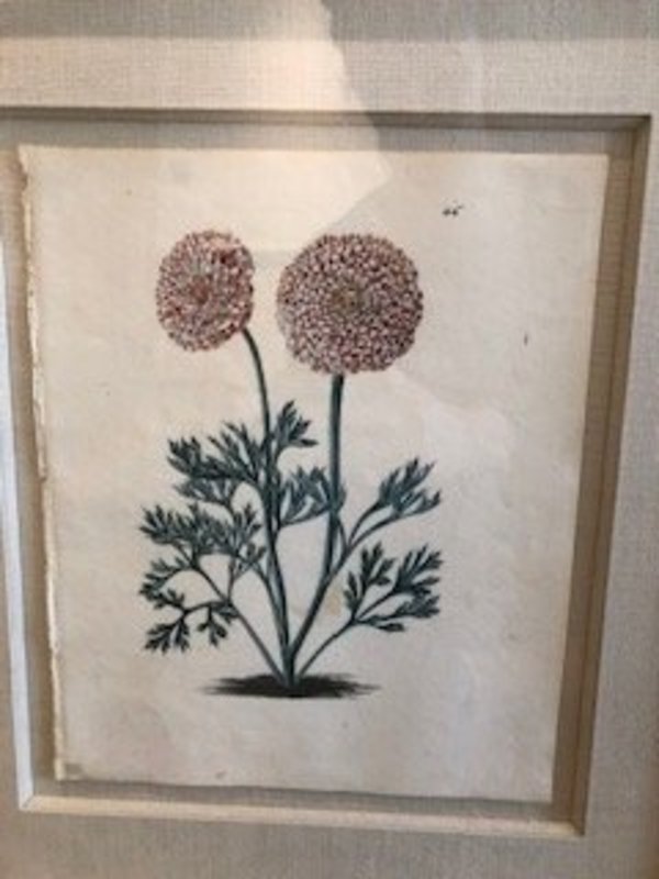 Plate 46, Oeillet Parfait-Ranunculus