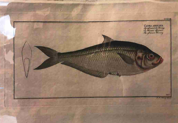 Plate 407, Clupea africana, The African Herring