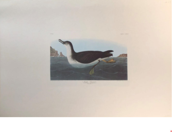 Manx Shearwater