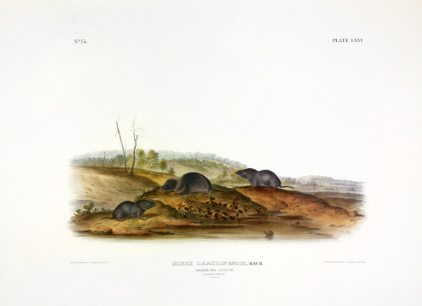 Sorex carolinensis, Bach. Carolina Shrew. (v. 2, no. 15, plate 75)