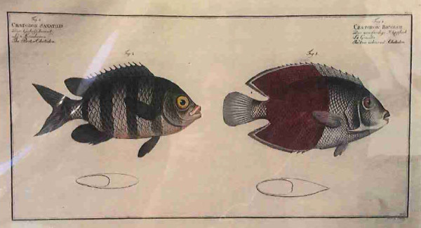 Chaetodon Saxatilis Fig. 2 (1) Chaetodon Bicolor Fig. 1. (2), The Rock- Chetodon (1) The two colo...