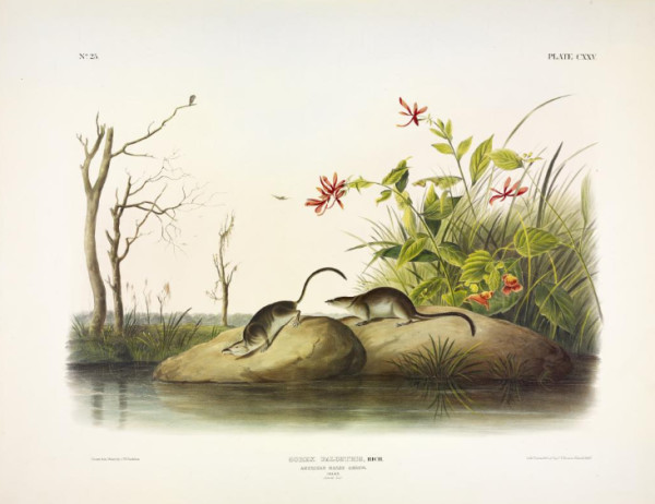 Sorex palustris, Rich. American Marsh-Shrew. (v. 3, no. 25, plate 125)
