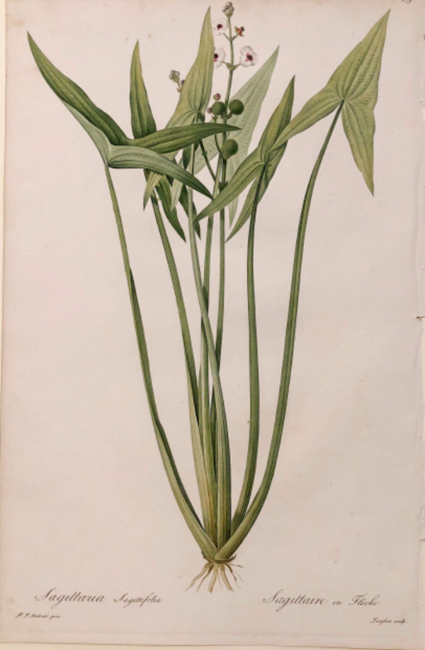 Plate 279, Les Liliacées by Pierre-Joseph Redouté