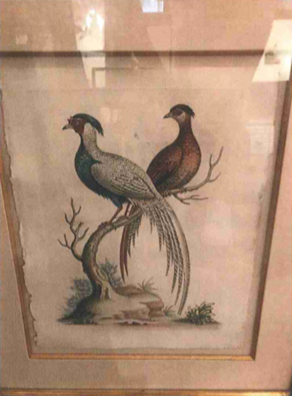 Pheasants by George Edwards