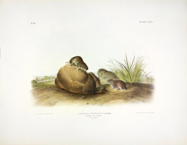 Arvicola pinetorum, Leconte. Leconte's Pine Mouse. (v. 2, no. 16, plate 80)