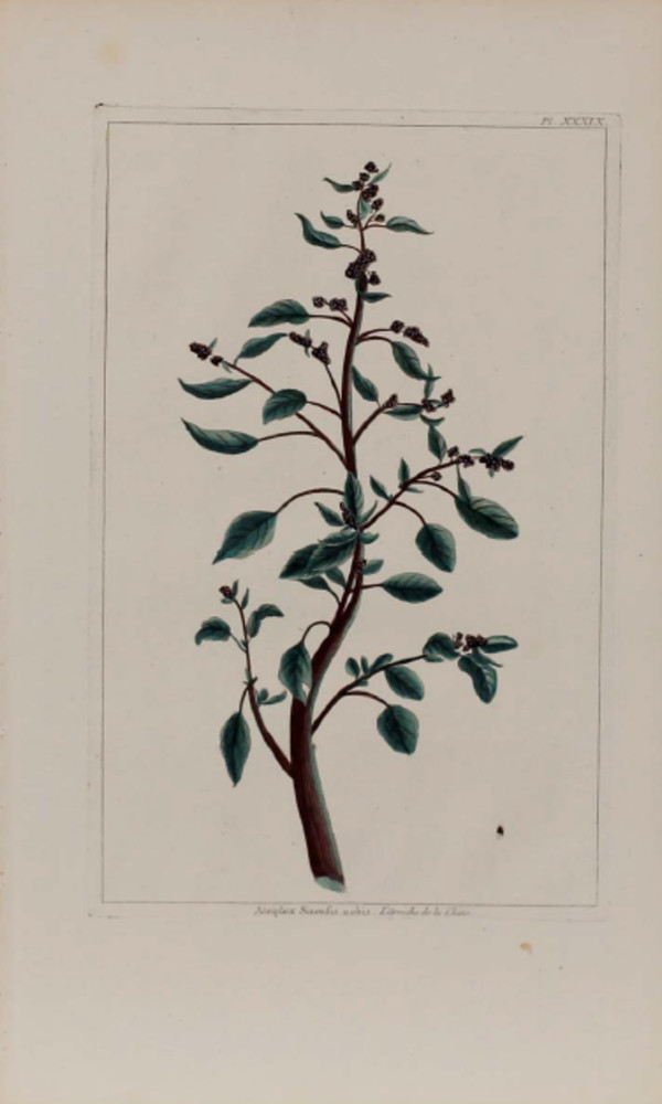 Plate 309, Atriplex senensis by Pierre-Joseph Buchoz