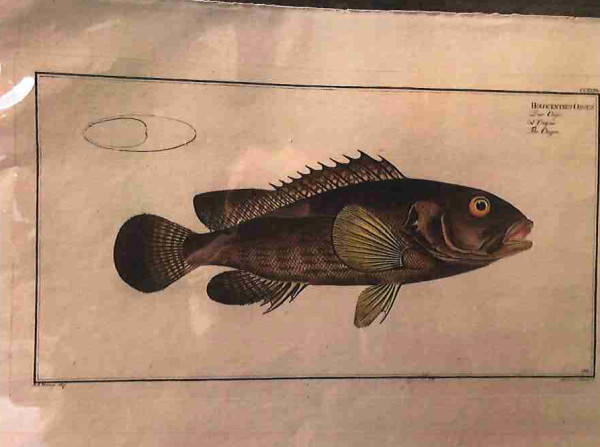 Plate 234, Holocentrus ongus, The Ongoe