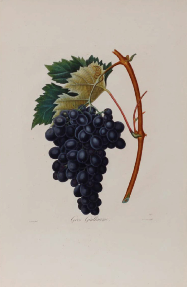 Plate 345, Gros guillaume by Pierre-Antoine Poiteau