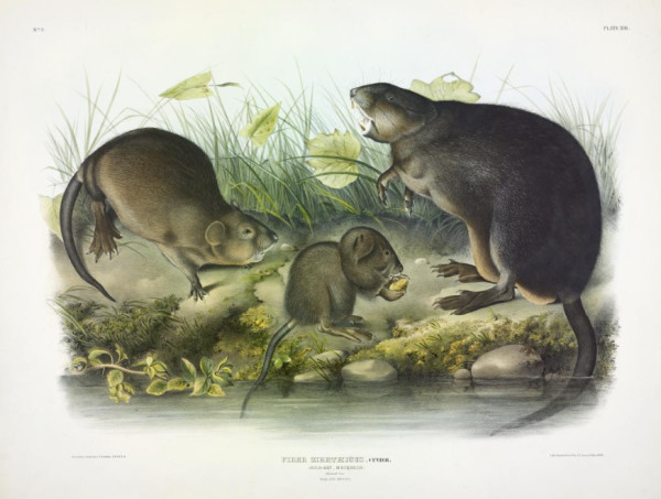 Fiber zibethicus, Cuvier. Musk-Rat, Musquash. (v. 1, no. 3, plate 13)