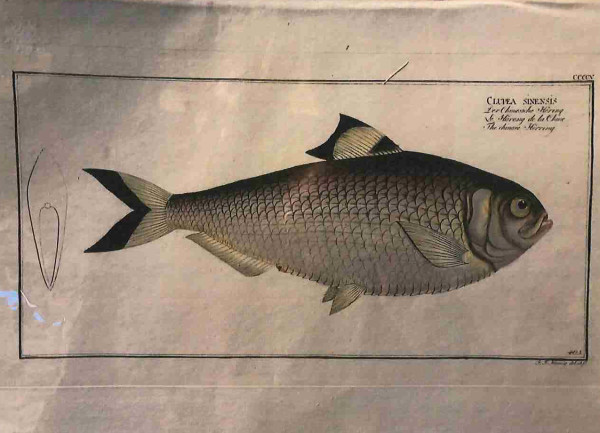 Plate 405, Clupea sinesis, The Chinese Herring