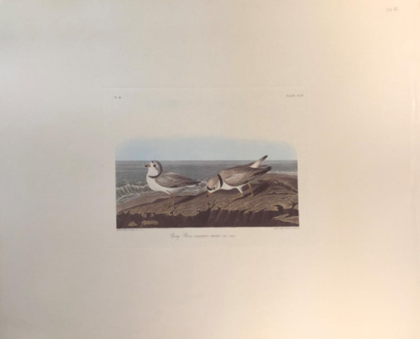 Piping Plover