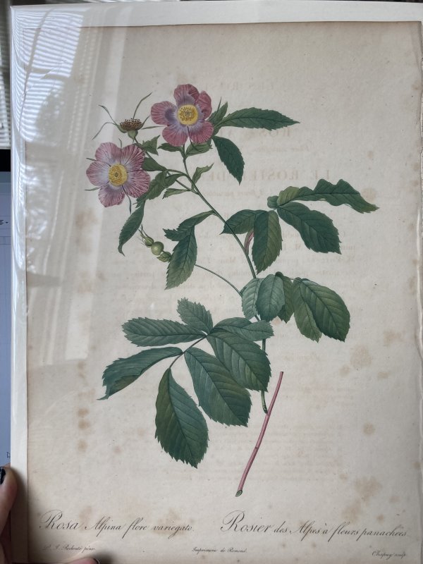 Rosa Aplina flore variegato by Pierre-Joseph Redouté