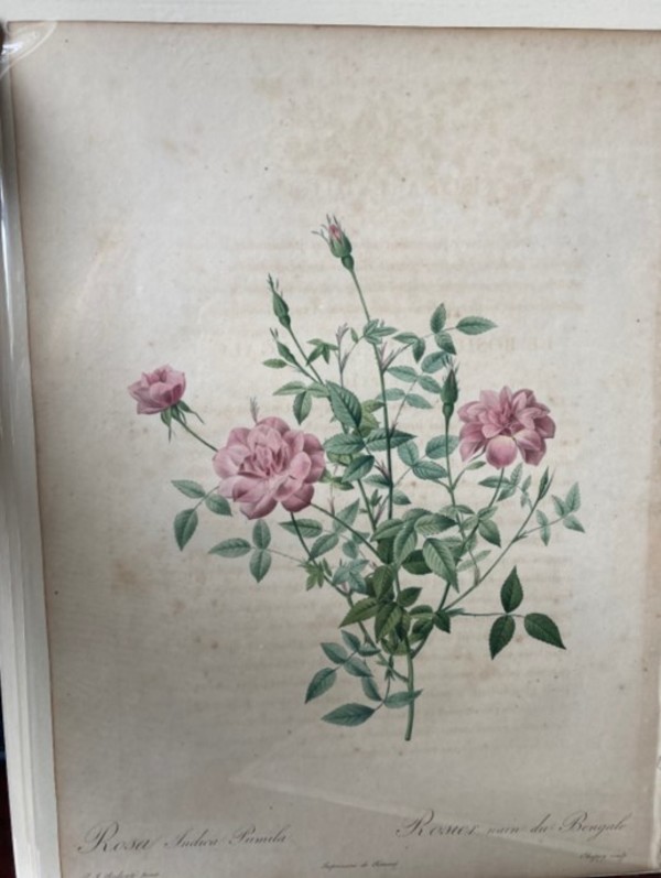 Rosa Indica Pumila by Pierre-Joseph Redouté