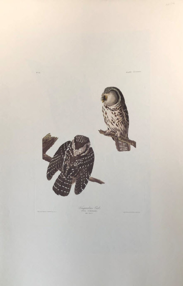 Tengmalm's Owl