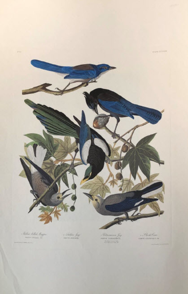 Yellow-billed Magpie, Stellers Jay, and Ultramarine Jay