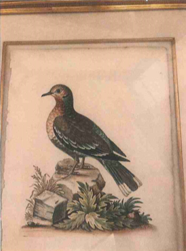 Dove pl 76 by George Edwards