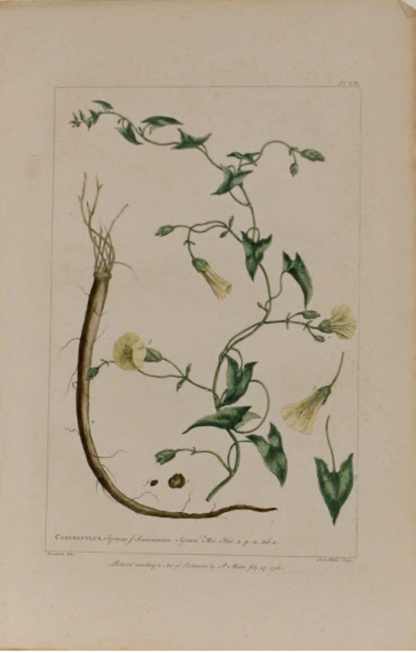 Convolvulus by Philip Miller