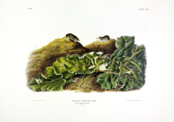 Sorex Parvus, Say. Say's Least Shrew. (v. 2, no. 14, plate 70)
Sorex parvus, Say. Say's Least Shr...