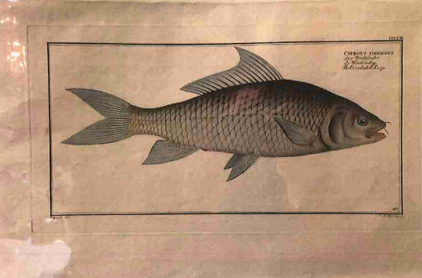 Plate 411,	Cyprinus cirrhosus,The Cirrhated-Carp