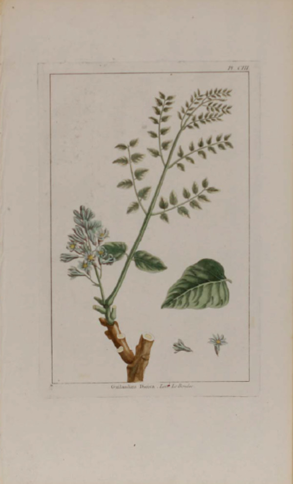 Plate 103, Guilandina dioica by Unknown Artist