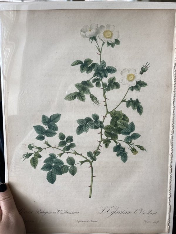 Rosa Rubignosa Vaillantiana by Pierre-Joseph Redouté
