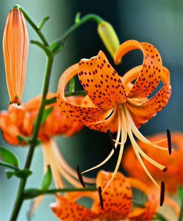 New Jersey Day Lilly by John Schell