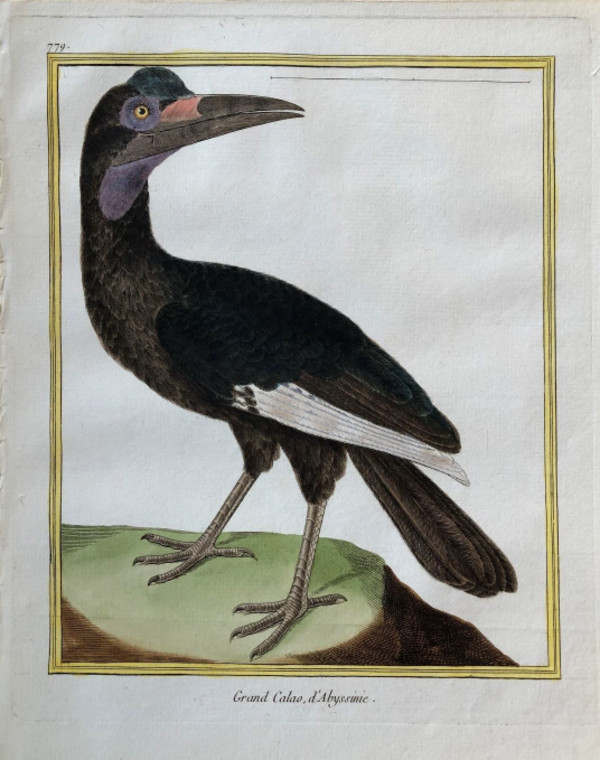Grand Calao d'Abyssinie by Francois-Nicolas Martinet