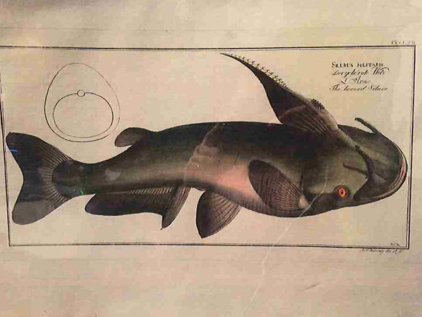 Plate 362, Silurus militaris, The horned Silure