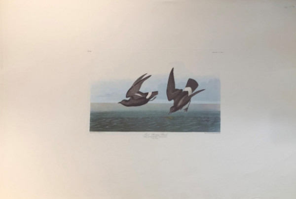 Least Stormy Petrel