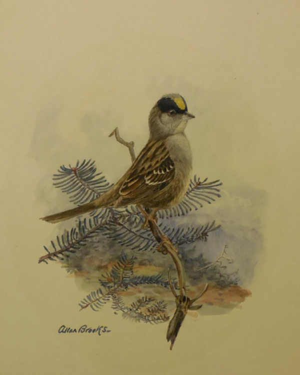 Golden Crowned Sparrow by Allan Brooks