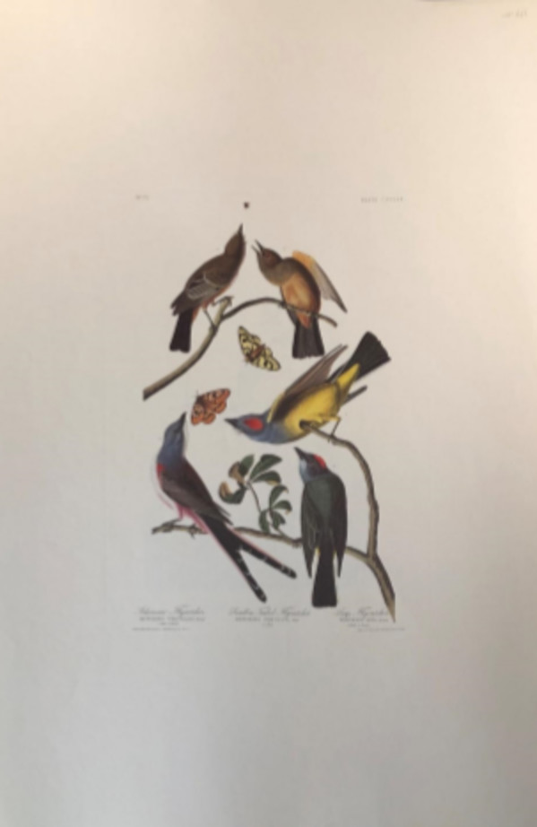 Arkansaw Flycatcher