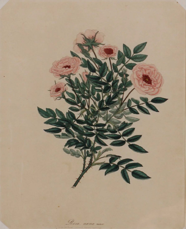 Rosa, Nana minor by Mary Lawrence