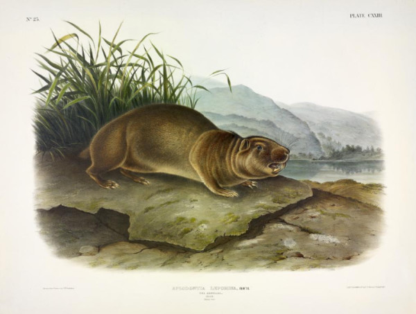 Aplodontia leporina, Rich. Sewellel. (v. 3, no. 25, plate 123)