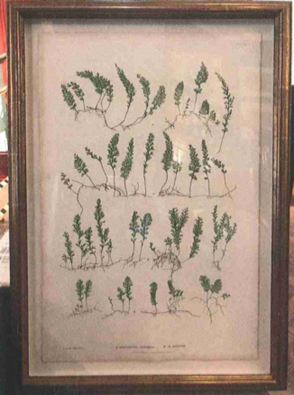 A. Hymenophyllum tunbridgense B. H. unilaterale by Thomas Moore