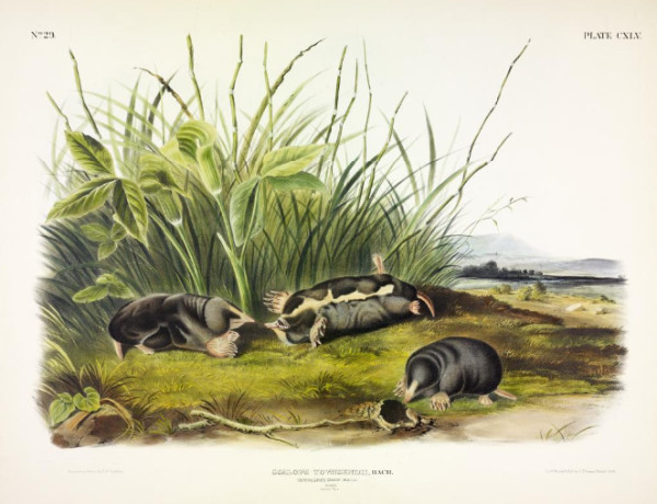 Scalops townsendii, Bach. Townsend's Shrew Mole. (v. 3, no. 29, plate 145)