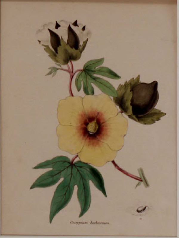 Common Cotton Tree by MA Burnett