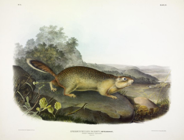Spermophilus parryi, Richardson. Parry's Marmot Squirrel. (v. 1, no. 2, plate 9)