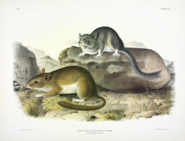 Neotoma drummondii, Rich. Rocky Mountain Neotoma. (v. 1, no. 6, plate 29)