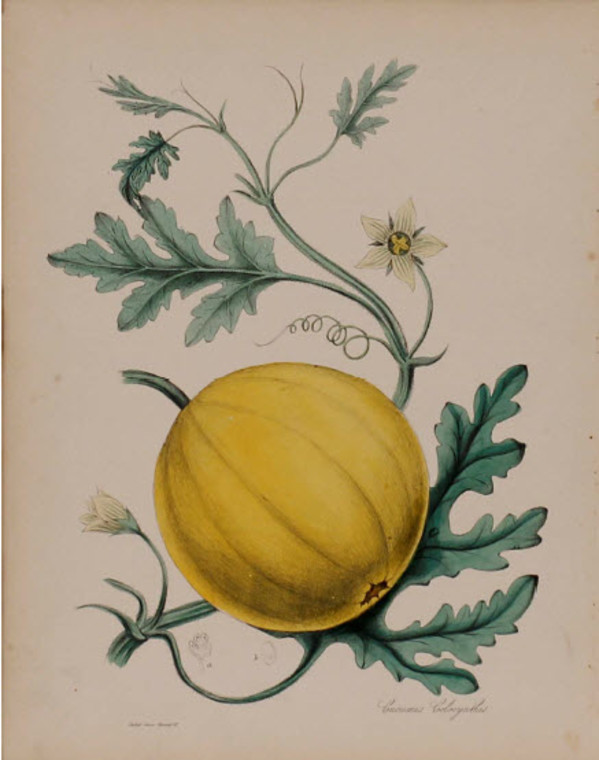 Cucmis Colocynthis by MA Burnett