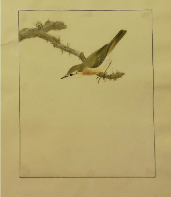 Finch III by William Lewin
