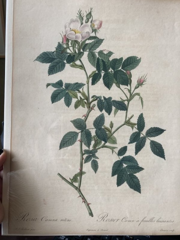 Rosa Canina nitens by Pierre-Joseph Redouté