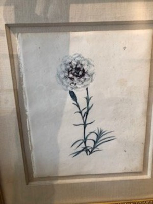 Plate 47, House's Woodland Beauty