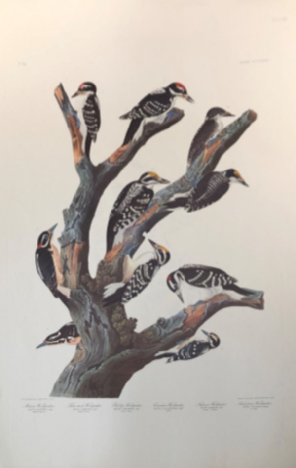 Maria's Woodpecker