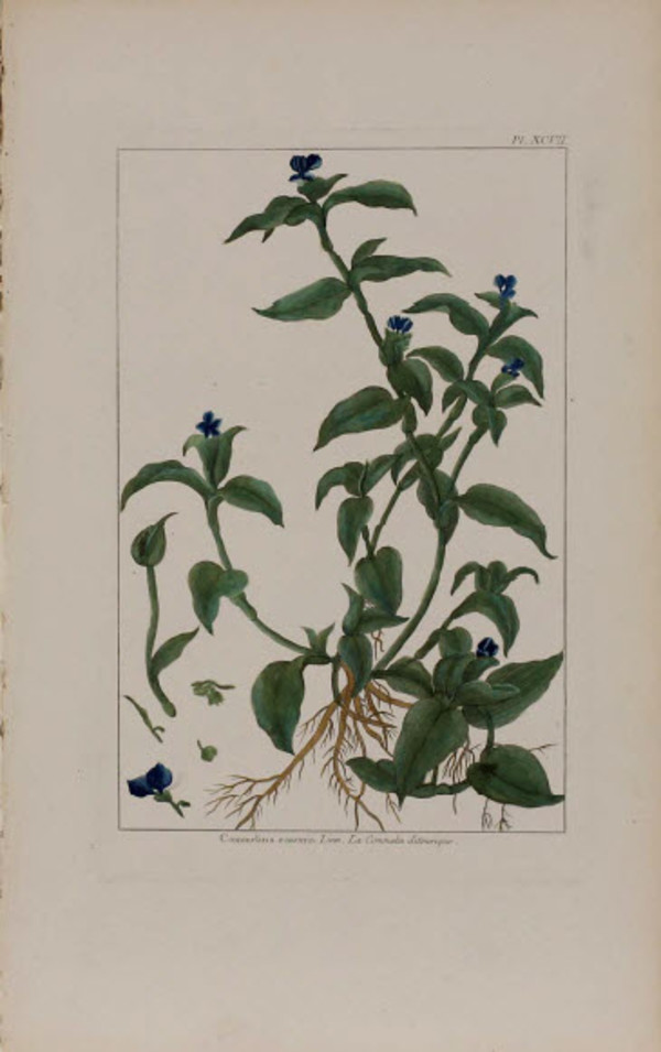 Commelina Zanonia by Pierre-Joesph Buchoz