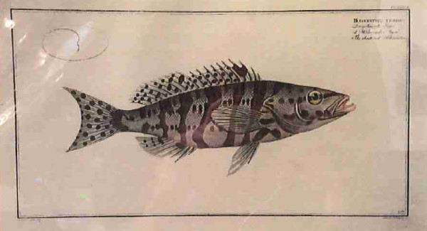 Holocentrus Tigrinus, The Checkred Holocentre