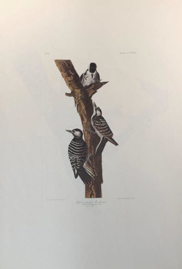 Red-Cockaded Woodpecker