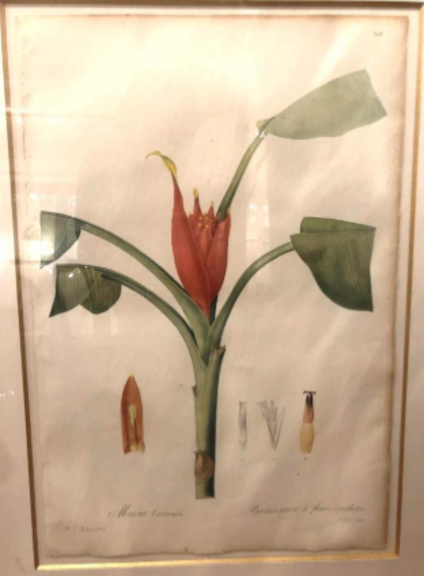 Musa Coccinea by Pierre-Joesph Redoute